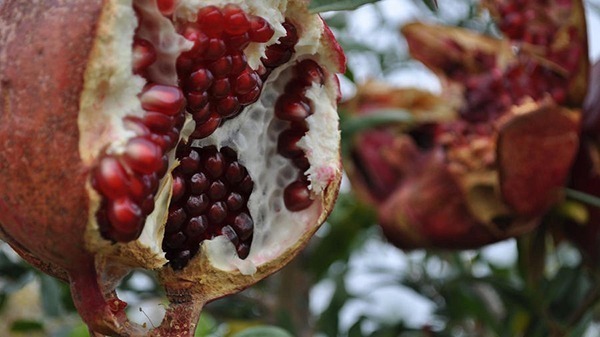 harvest tasty Pomegranates in the fall for delicious autumn living